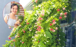 Ban công hướng tây phủ kín hoa sử quân tử đẹp rực rỡ nhờ "chiêu" chăm sóc đơn giản của mẹ trẻ ở Sài Gòn