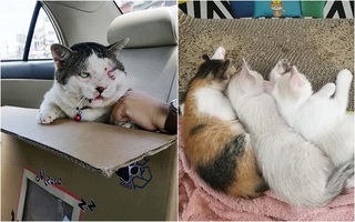 Chú mèo bỏ nhà đi 5 ngày rồi trở về mình đầy thương tích, bỗng dưng đem theo cả vợ con khiến dân tình tưởng "Vợ nhặt" phiên bản mèo