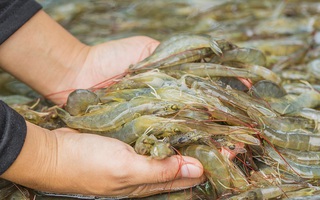 Chỉ vì sơ suất trong lúc rửa tôm, chàng trai bị viêm hoại tử phải phẫu thuật cắt bỏ một đốt ngón tay 