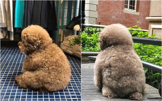 Dân mạng cười rần rần với cô chó Poodle mũm mĩm có dáng ngồi "dỗi hờn cả thế giới", ngờ đâu đó lại là "đại tiểu thư" vạn người mê, tự đóng quảng cáo kiếm tiền cực xịn