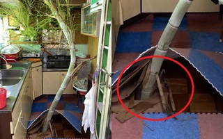 Đi vắng một tháng, chàng trai hốt hoảng khi thấy cây tre đâm rễ tươi tốt trong nhà, cộng đồng mạng phì cười: "Tránh nắng tí làm gì mà căng?"