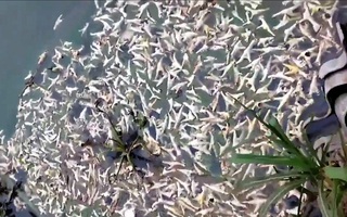 Hải Phòng: Rùng mình chân gà nổi trắng mặt sông Đa Độ