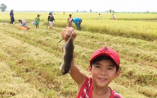 Học sinh sướng rơn được nghỉ hè 3 tháng, phụ huynh thành phố lo chỗ trông con