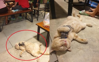 Hí hửng mua mèo về trông nom quán ăn, anh chủ tiu nghỉu vì chọn đúng "thần ngủ", đã thế còn kết thân với bọn chuột phá phách!