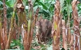 Đàn voi rừng quậy phá khu dân cư Đồng Nai bất chấp hàng rào điện