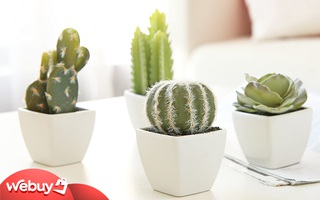 Chị em muốn mua xương rồng về trang trí, xem ngay mấy loại đẹp đẽ, lạ mắt mà lại cực kì dễ chăm này