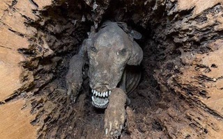 Cưa đứt thân cây sồi, người đàn ông phát hoảng khi thấy khuôn mặt nhe răng nhìn vào mình, tìm hiểu kỹ mới biết câu chuyện kỳ quái chưa từng thấy