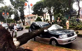Lâm Đồng: Cây xanh bật gốc, đè bẹp dúm xe con