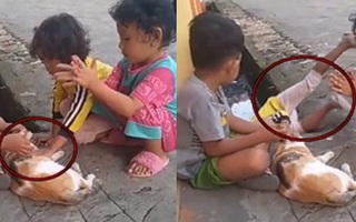 Nựng phải mèo cưng của bạn, cậu bé không ngờ lại bị hại đến bật nhào xuống lỗ cống và cái kết khiến ai cũng bật cười