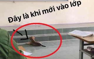 Nổi hứng theo cậu chủ đi học, chú chó nhỏ bò lăn bò toài trên bục giảng nhưng hành động sau 15 phút khiến ai cũng phì cười