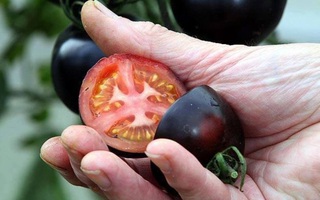 Hướng dẫn bạn cách tự trồng cà chua cherry với vỏ màu đen bóng đẹp hút mắt