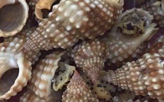 Vì sao ốc đã nấu chín kỹ vẫn gây ngộ độc chết người?