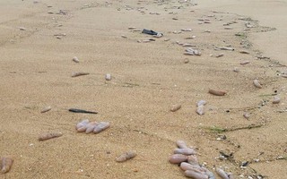 Sau bão số 5, hàng tạ sinh vật nghi hải sâm dạt vào bờ biển Thừa Thiên-Huế