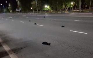 Nga: Xác chim rơi ở thành phố có nhà máy điện hạt nhân