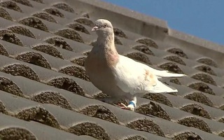 Phá kỷ lục 90 năm, chim bồ câu bay từ Mỹ tới Úc bị săn giết
