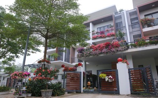 Kinh nghiệm trồng dạ yến thảo nở rực rỡ đủ sắc màu phủ kín mặt tiền nhà phố Hà Nội