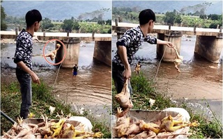 Chàng trai quăng hàng chục con gà xuống suối khiến dân mạng nhao lên tiếc rẻ, hóa ra đó lại là "hậu trường" làm cỗ cưới khó tin