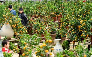 Cách để chọn mua cây quất đẹp, bền, nhiều tài lộc và "tuyệt chiêu" giúp quất không bị rụng vào những ngày Tết