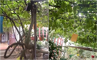 Cây khế có gốc vừa bé vừa còi nhưng lại mọc ra giàn khế sai trĩu, cả nghìn quả phủ kín sân nhà khiến ai cũng mê mẩn ngắm nhìn