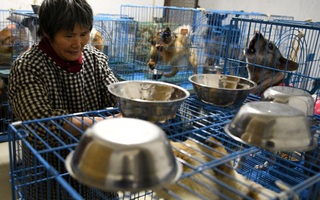 Chuyện về người phụ nữ chung sống với hơn 1000 con chó, 100 con mèo và 4 con ngựa: Đây là những gì xảy ra mỗi ngày trong ngôi nhà đó