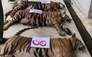 Thông tin mới về vụ 17 con hổ lớn nuôi nhốt trong khu dân cư