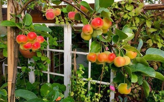 Người phụ nữ bỏ nghề may để xây dựng một cuộc sống mới với khu vườn đẹp như cổ tích