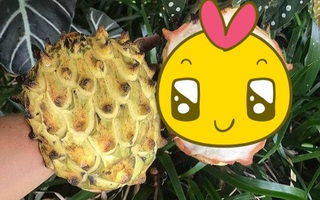 Loại quả gai góc xù xì, tưởng cùng họ với sầu riêng nhưng xuất thân cực kì "sang chảnh"