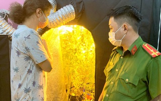 Phát hiện người nước ngoài trồng, chế biến cần sa tinh vi trong phòng ngủ