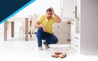 Bạn đã biết: Giải pháp diệt gián có thể loại bỏ cả đàn, chỉ với một giọt nhỏ? Xem và thử ngay để "tiểu cường" hết đường trốn chạy!