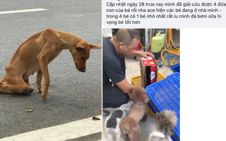 Dân mạng kêu gọi cứu trợ chú chó cái bị liệt hai chân lết đi kiếm ăn dưới một chung cư cao cấp ở Sài Gòn