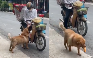 Chú chó mua bánh mì thiếu một cách "uy tín" khiến nhiều người phát cuồng: Chắc là mối ruột của chú bán bánh mì rồi! 