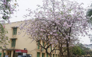 Ở Hà Nội có 1 trường đại học đẹp nhất vào mùa xuân, hoa ban nở rực khắp trời, nhưng muốn ghi danh phải xác định điểm đầu vào cao ngất ngưởng