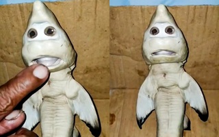 Cá mập mang thai mắc lưới, ngư dân sững sờ khi nhìn thấy cảnh tượng trong bụng con vật còn dân mạng nghĩ ngay đến "Baby Shark"