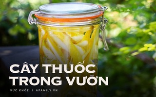"Bật mí" loại quả để bàn thờ Tết siêu đẹp, thờ xong rồi đem làm thuốc chữa bệnh cũng siêu hay