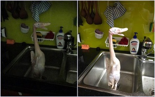 Mò đi xuống bếp nhưng quên bật đèn, chị gái "đứng tim" khi phát hiện một “con vật lạ” bị ông chồng treo cổ trong bồn rửa bát 