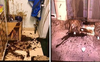 Truy xét nhóm côn đồ quật ngã bà bầu, ném chất thải vào cửa hàng thuốc