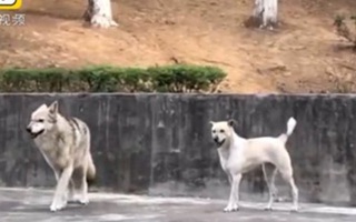 Sở thú ở Trung Quốc dùng ‘đồ giả’ lừa du khách gây phẫn nộ