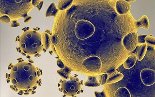 Tế bào T gần như nguyên vẹn trước các biến thể virus SARS-CoV-2