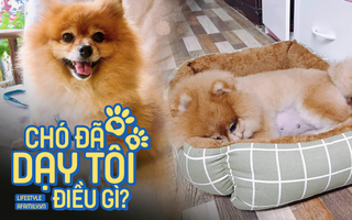 Suýt làm cún cưng liệt chân vì nuông chiều mù quáng, tôi đã thấm thía "yêu thương nên vừa đủ như gia vị, quá tay sẽ hối hận chẳng kịp"