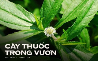 Hàng loạt các bệnh liên quan đến máu có thể trị dứt điểm bằng thứ cỏ dại mọc bờ mọc bụi ở làng quê Việt