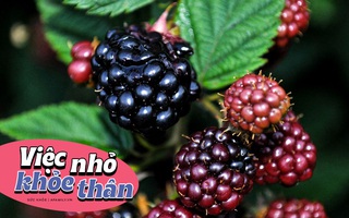 Loại trái cây nhập khẩu thì đắt đỏ nhưng lại mọc hoang đầy ở Việt Nam nếu sáng nào cũng ăn thì cơ thể nhận được 5 lợi ích không tưởng