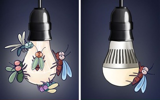 8 lỗi phổ biến vô tình đẩy nhà bạn thành "nơi trú ẩn" của côn trùng