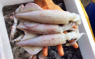 Hãy ghim ngay 4 cách phân biệt MỰC TƯƠI chuẩn với MỰC NGÂM HÓA CHẤT nếu chị em không muốn rước bệnh vào người!