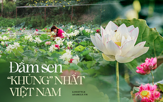 Đầm sen "KHỦNG" NHẤT VIỆT NAM với gần 170 loại sen quý trên khắp thế giới, mới mở được 2 năm nên nhiều người yêu sen nhất Hà Nội cũng chưa chắc biết