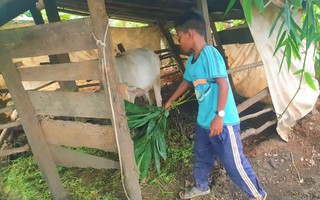 Hiệu trưởng "giam" học bạ trò nghèo nói làm tất cả vì học sinh