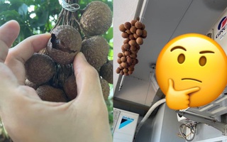Cô gái chia sẻ cách dùng máy lạnh mùa siêu nóng sao cho không lãng phí lại cùng lúc có luôn món vải sấy khô đang cực hot trend!