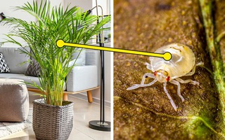 7 loại cây cảnh dù đẹp đến mấy cũng không nên trồng trong nhà vì gây nguy hiểm 