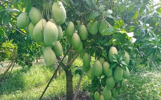 Gái Việt ở Trung Quốc khoe xoài mọc đầy đường, trái nhiều như "đột biến" nhưng Chính phủ cảnh báo không được ăn, lí do vì sao?