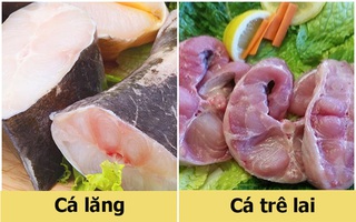 Mách bạn cách phân biệt nhanh cá lăng và cá trê lai đơn giản đến không ngờ