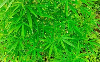 Người nước ngoài trồng cả vườn cần sa ở bãi giữa sông Hồng